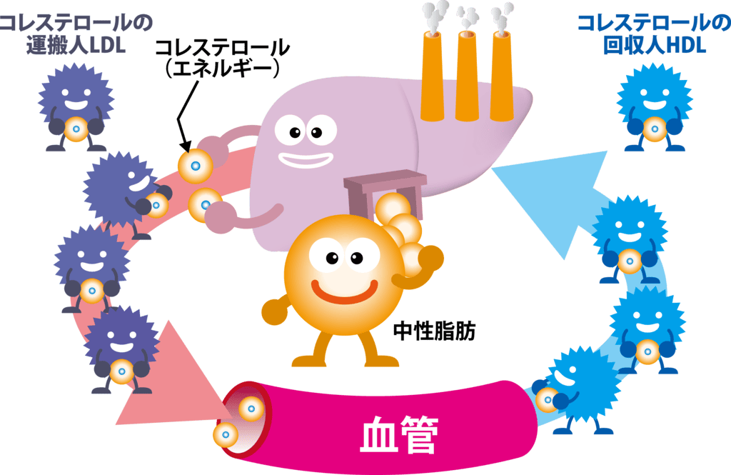 コレステロール輸送