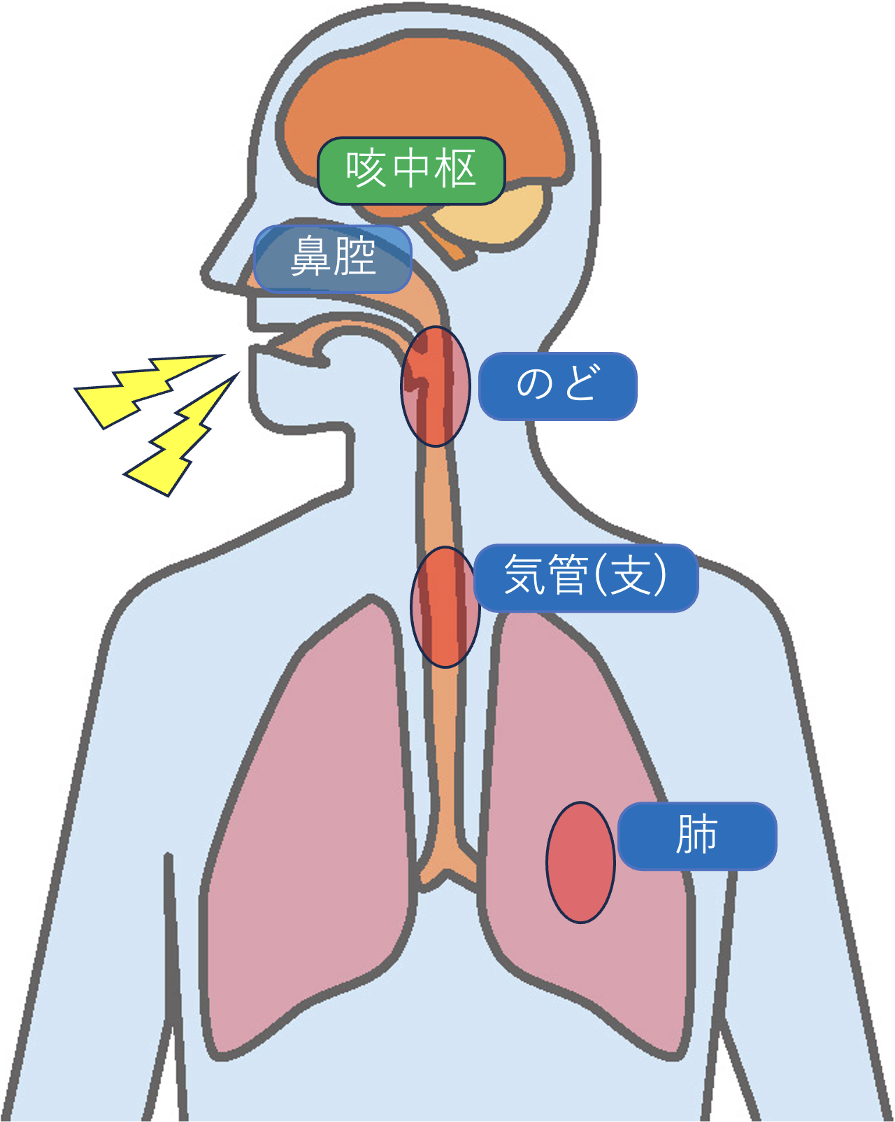 咳が出るしくみのイラスト:①のど・気管・肺の炎症→②咳中枢への刺激→③呼吸筋の収縮という3つのステップを表した図