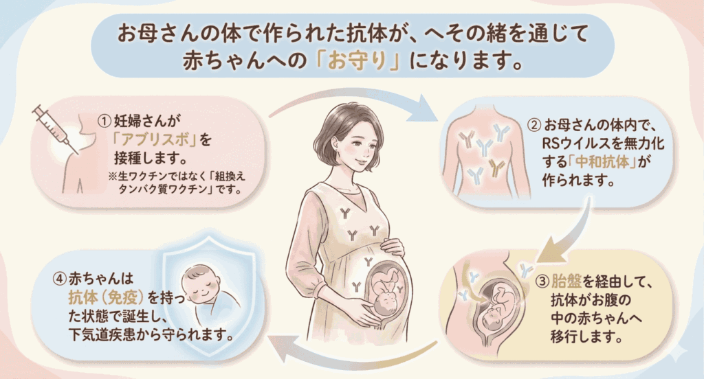 RSウイルス抗体の胎盤移行