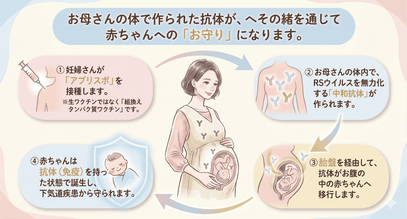 妊婦への接種による抗体の胎盤移行の仕組みのイラスト
