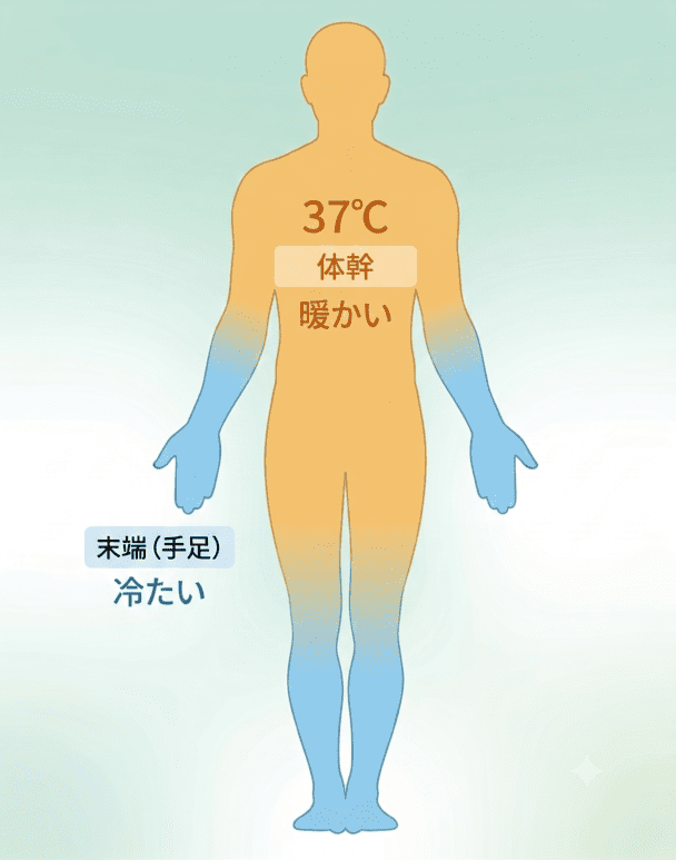 冷えが起こる仕組みの図